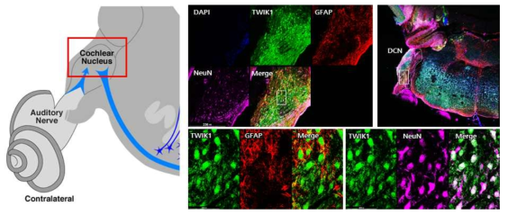 성체 생쥐의 와우핵(cochlear nucleus)에서 신경세포, 신경교세포에서 TWIK-1의 발현 확인 결과 (자체생성)