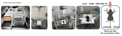 소음 유도 장치 시제품 제작 및 생쥐를 이용한 소음유도 난청 동물 모델 제작