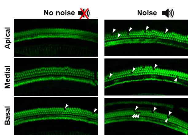 소음유도 후 외이 유모세포 손실 확인