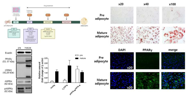 3T3 세포주를 이용한 비만 유도 후 ORO, Western blot 및 면역염색화학법으로 검증 (자체생성)