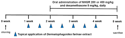 Experimental scheme for induction of atopic dermatitis and treatment of drugs in NC/Nga mice