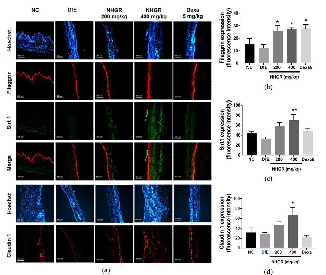 Immunohistofluorescence staining for claudin 1, filaggrin, and sirt1 protein expression in dorsal skin tissue of NC/Nga mice. (a) Hoechst (blue), filaggrin (red), Sirt1 (green), Merge of filaggrin and Sirt1 (red), and claudin1 (red). Densitometric quantification of filaggrin (b), SIRT1 (c), and Claudin1 (d) in dorsal skin tissue of mice. Fluorescence staining values quantified by Image J program are represented as bars. Values are expressed as means ± SEM (n=7). ### p < 0.001 compared with NC; **p < 0.01 and ***p < 0.001 compared with DfE, as determined by ANOVA followed by multiple comparison tests