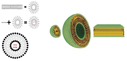 나한과 추출물 리포좀 모식도