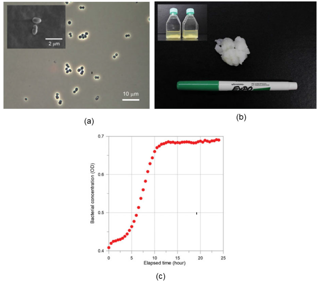 (a) 광학 현미경을 이용한 모델 박테리아 Leuconostoc mesenteroides의 모습과 (b) 생성 후 여과된 불용성 덱스트란의 모습. (c) 광학 밀도를 이용한 모델 박테리아의 세포 밀도 측정 결과