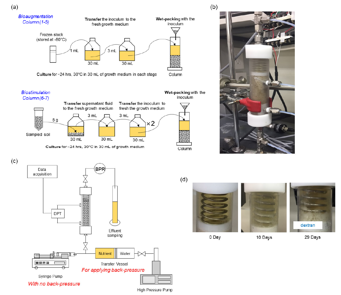 (a) 실험에 사용된 미생물, 미생물 배양액, 사질토 시료의 준비 과정, (b) 준비된 시료의 사진, (c) 실험 구성 모식도, (d) 시간에 따른 바이오폴리머 생성 사진