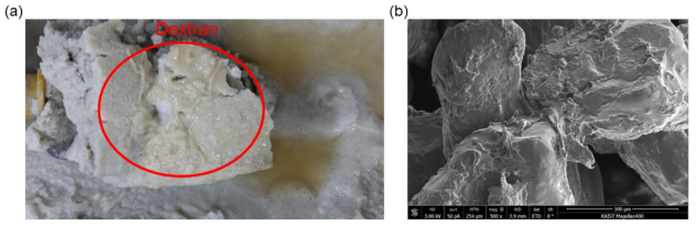 (a) L. mesenteroides에 의해 바이오폴리머(덱스트란)이 생성된 Ottawa F110 사질토 사진과 (b) SEM 이미지