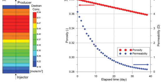 흙 다짐 시료에서의 38일간의 시뮬레이션 결과: (a) 덱스트란 농도, (b) 평균 공극율과 투수계수의 변화