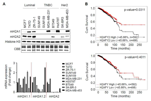 mH2A2 발현에 따른 유방암 생존율 분석