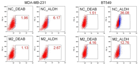 mH2A2 과발현에 의한 암 줄기세포 population 변화 분석