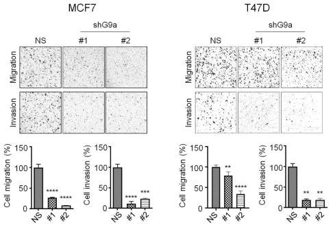 G9a knockdown이 세포 이주 및 침윤에 미치는 효과 분석