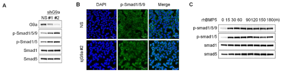 G9a/BMP5의 하위 신호 전달 기전 분석