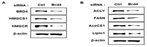 BRD4 발현 억제에 따른 콜레스테롤 및 지방산 합성에 관련하는 인자 변화