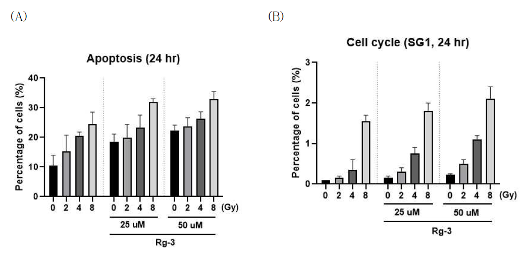 FM3A 세포에서 Rg3의 방사선에 의한 세포사멸 확인