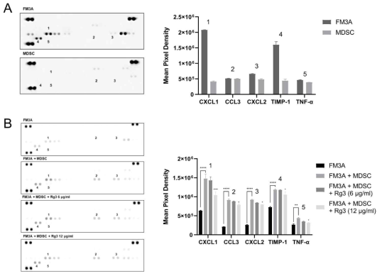 MDSC에 의한 FM3A 세포의 cytokine secretion