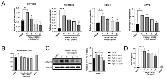 FM3A 세포에서 Rg3 처리에 의한 NOTCH 및 STAT3 신호전달에 미치는 영향