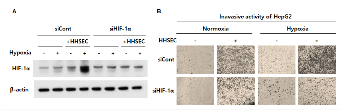 저산소 환경에서 혈관내피세포에 의한 암세포 침윤활성 증가에서 HIF-1α의 역할