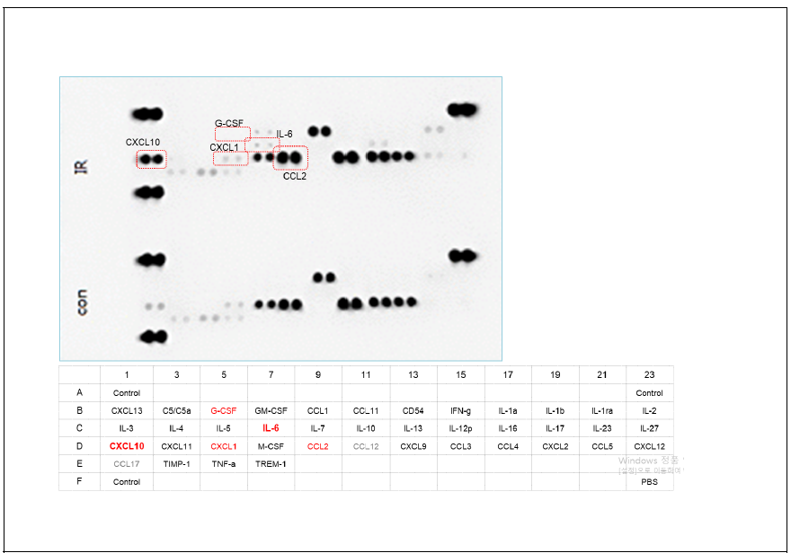 J774A.1 세포주에서 방사선 조사에 의한 cytokine 생성 변화