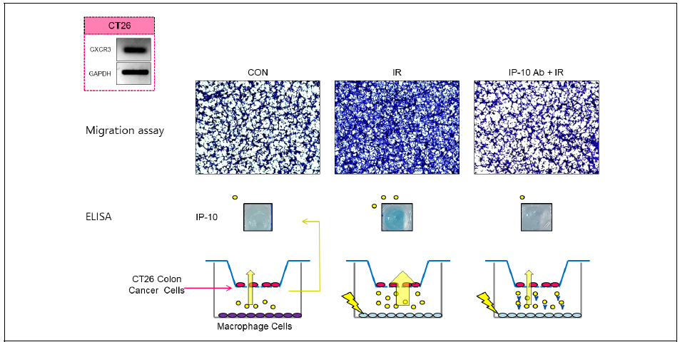 방사선 조사에 의해 방출된 J774A.1 세포주유래 CXCL10에 의한 CT26 대장 항문암 세포의 migration 증가