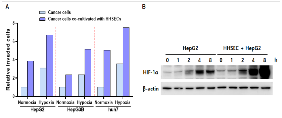 저산소 환경에서 혈관내피세포가 암세포의 침윤활성에 미치는 영향 연구 및 HIF-1α관련성 규명