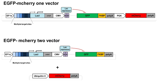 Transfection효율에 따른 LacI-GFP 리포터의 성능을 측정하기 위해 GFP-mCherry one vector와 GFP-mCherry two vector 제작 모식도