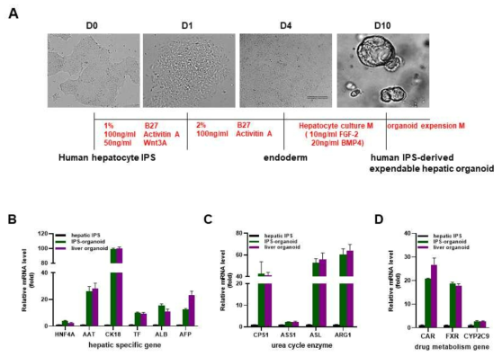 인간 hepatocyte 유래 IPS 세포에서 간 오가노이드로의 분화