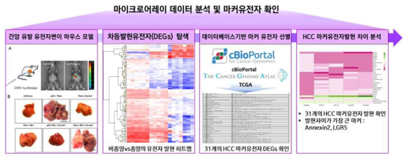 간암 모델 생쥐 생산 및 생쥐 모델을 이용한 마이크로어레이 분석 결과 모식도(선행연구)