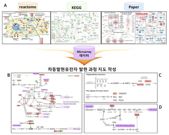 차등발현유전자를 대상으로 대사과정 정리 모식도(A) 및 대사과정 지도(B-D)