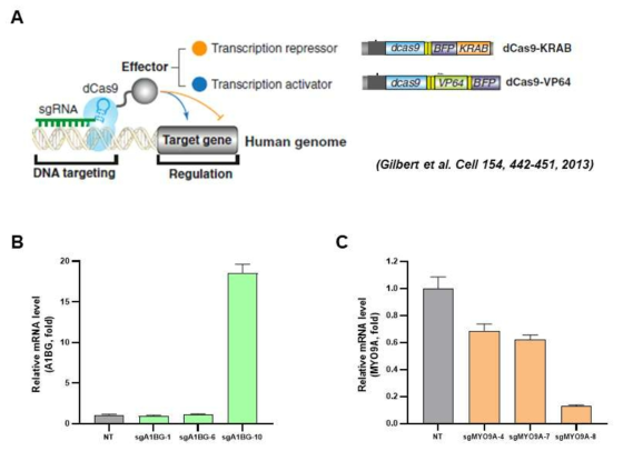 CRISPR a/i 를 활용하여 유전자 발현 조절