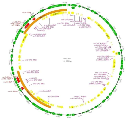 완성된 복조(Bokjo) 품종의 엽록체 DNA