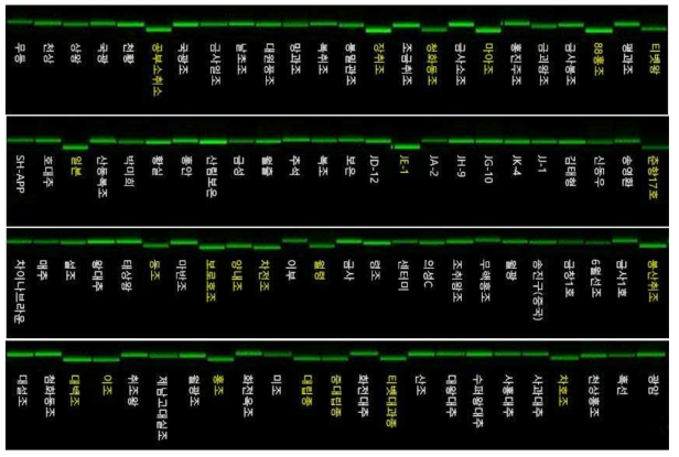 Zj-cp-InDel-3 마커의 fragment analyzer를 이용한 genotyping 결과