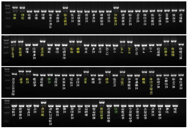 Zj-cp-InDel-15 마커의 전기영동을 이용한 genotyping 결과