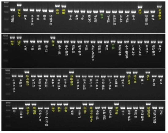 Zj-mt-Indel-23 마커의 전기영동을 이용한 genotyping 결과