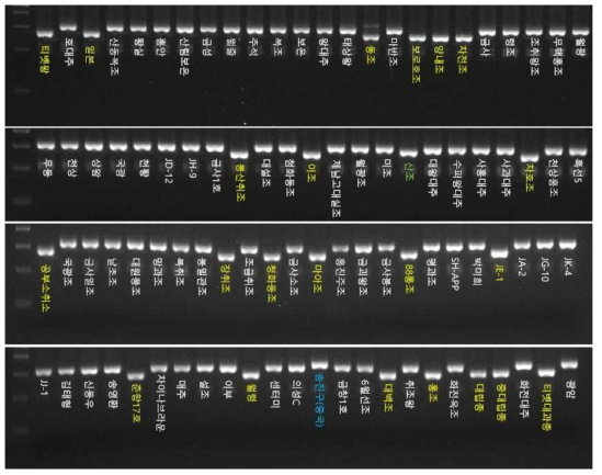 Zj-mt-InDel-33 마커의 전기영동을 이용한 genotyping 결과