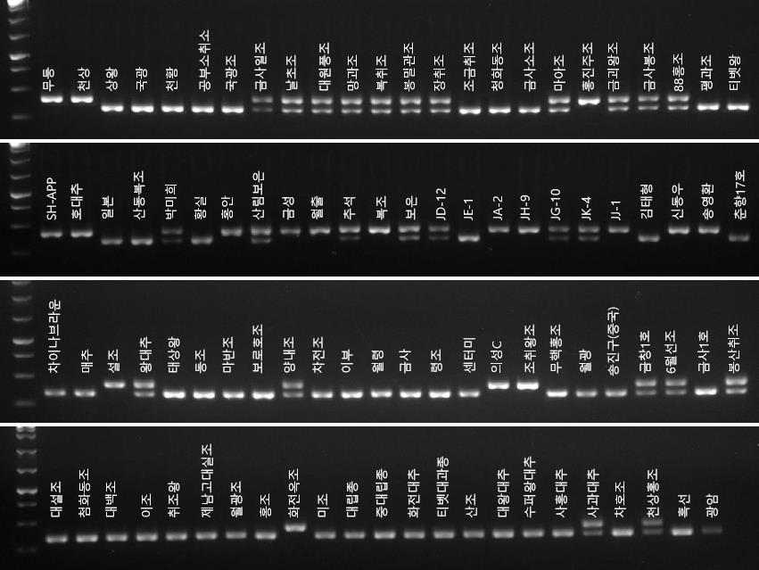 Zj-nc-InDel-6 마커의 전기영동을 이용한 genotyping 결과