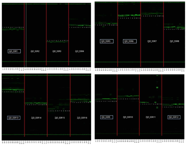 대추 SSR 마커의 fragment analyzer를 활용한 genotyping 결과 (샘플순서: 복조, 무등, 월출, 금성, 추석, 보은, 상왕1, 상왕2, 상왕3, 천황1, 천황2, 천황3)