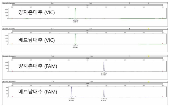 베트남대추와 수출농가의 대추 gene scan 결과