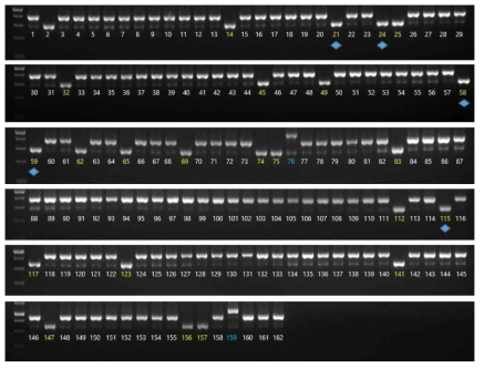 보은군 대추농가 162곳에 대하여 수집한 자원을 Zj-mt-InDel-23 마커를 이용한 전기영동 genotyping 결과