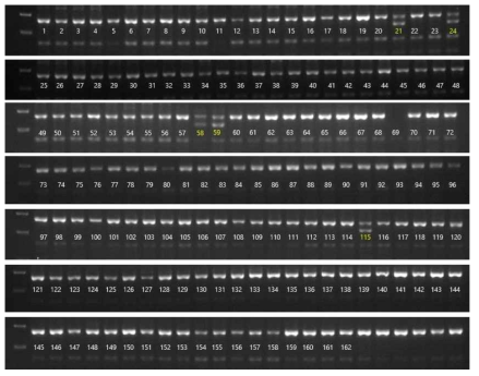 보은군 대추농가 162곳에 대하여 수집한 자원을 Zj-nc-InDel-8 마커를 이용한 전기영동 genotyping 결과