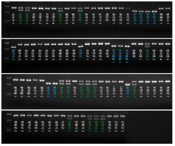 각 지역별로 수집한 대추의 Zj-nc-InDel-8 마커를 이용한 genotyping 결과