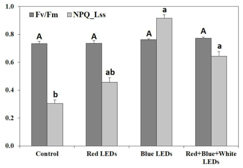 LEDs 광질에 따른 Fm/Fv(광계Ⅱ활성) 및 NPQ 값(비광화학적 형광소멸)