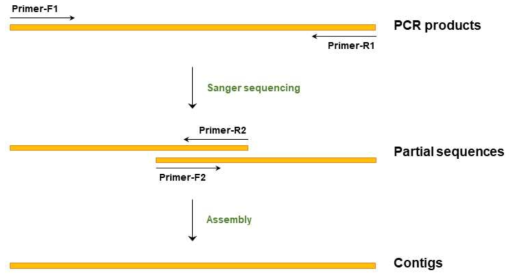 Sanger sequencing을 이용한 염기서열 결정 방법