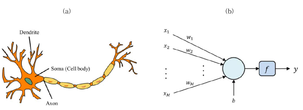 뉴런: (a) 생물체의 뉴런; (b) 인공 뉴런