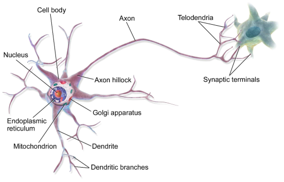 신경 세포 (출처: https://en.wikipedia.org/wiki/Neuron)