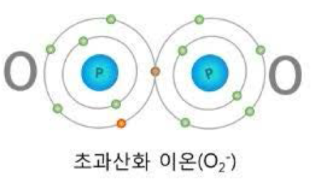 슈퍼옥사이드(O2-)의 형태