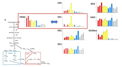 differently expression data indicating the between VDAC genes and GA biosynthesis-regulated genes at germination of Brachypodium distachyon WT, VD7 and VD12 (VDAC knockout lines) through qRT-PCR