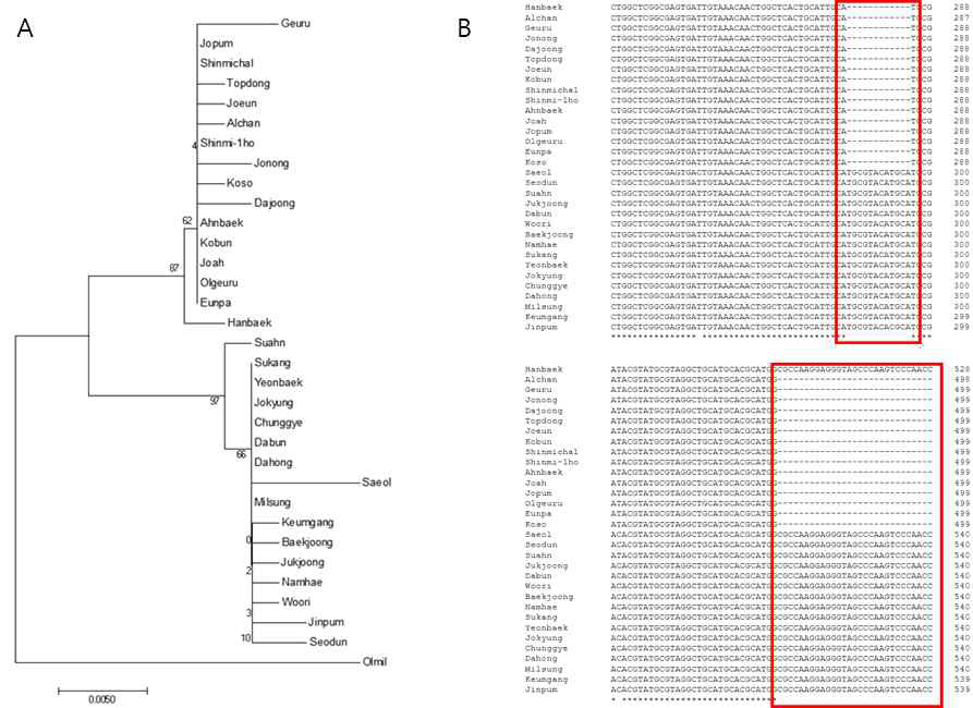 Polymorphic analysis of MFT promoter region sequence in 33 Korean wheat cultivar. (A) Phylogenetic tree analysis of 33 Korean wheat cultivar, (B) Sequence alignment of MFT promoter region from 33 Korean wheat cultivar