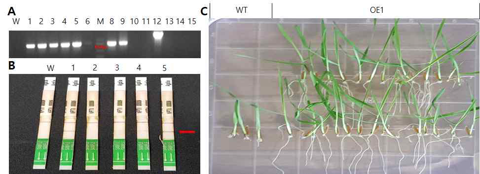 Molecular characterization of transgenic plants. (A) PCR analysis of GAST T0 lines, (B) Identification of GAST T0 lines using NPTII ImmunoStrip test. (C) Homo line selection of TaGAST T2 seeds