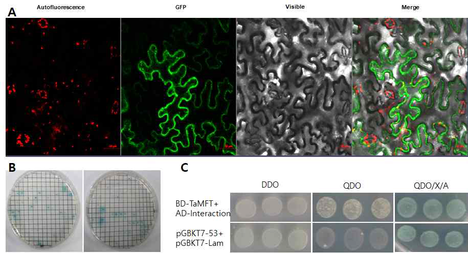 (A) Sub-cellular localization of TaCyp709 protein in tobacco epidermal cell,(B) Interaction yeast colonies of MFT gene on QDO/X/A broth using yeast two hybridization library screening method, (C) Yeast two hybrid assay of MFT with interacting protein