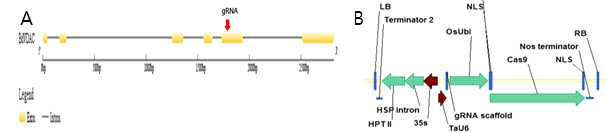 gRNA targeting and CRISPR/Cas9 vector construction of BdVDAC gene. (A) targeted gRNA of 4 exon. (B) VDAC vector cassette