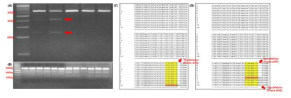 Detection of VDAC gene edited transgenic Brachypodium.(A-B) T7E1 assay, (C-D) NGS analysis